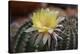 Cactus Flowers 1010-Gordon Semmens-Stretched Canvas