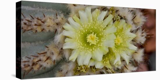 Cactus Flowers 1019-Gordon Semmens-Stretched Canvas