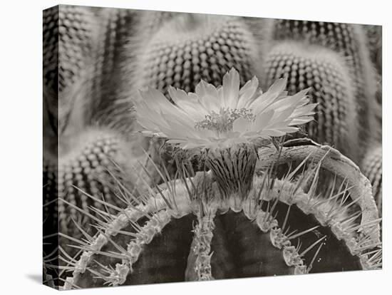 Cactus Flowers-1036-B&W-Gordon Semmens-Premier Image Canvas