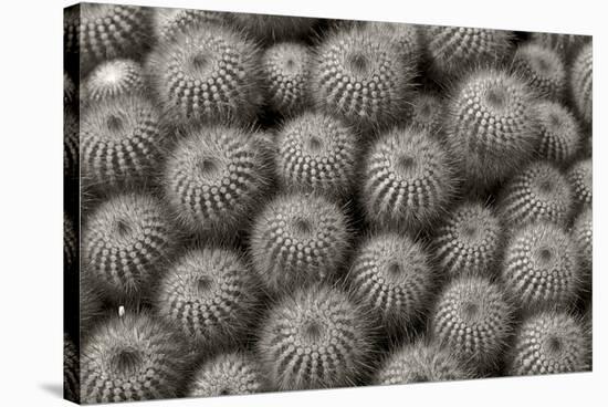 Cactus Flowers-1040-B&W-Gordon Semmens-Stretched Canvas