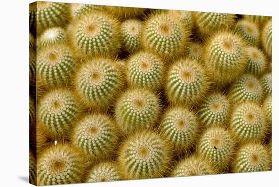 Cactus Flowers 1040-Gordon Semmens-Stretched Canvas