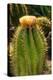 Cactus Flowers I-George Johnson-Premier Image Canvas