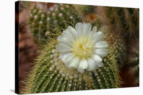 Cactus Fowers 1039-Gordon Semmens-Stretched Canvas