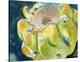 Cactus Fruit-Jennifer Redstreake Geary-Stretched Canvas