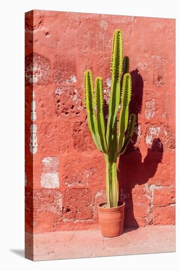 Cactus in Santa Catalina Monastery in Arequipa, Peru-Matyas Rehak-Premier Image Canvas