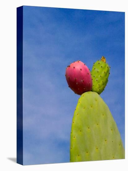 Cactus in the Desert, Peru-Keren Su-Premier Image Canvas