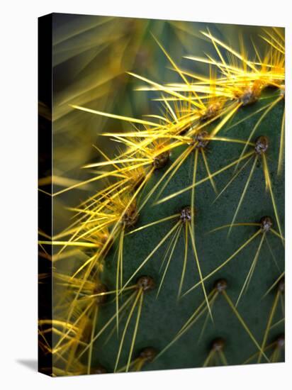 Cactus, Joshua Tree National Park, California, USA-Janell Davidson-Premier Image Canvas