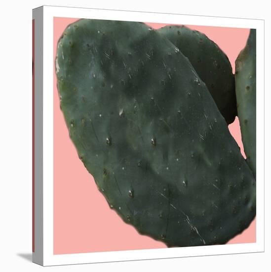 Cactus Land-Sheldon Lewis-Stretched Canvas