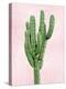 Cactus on Pink I-Mia Jensen-Stretched Canvas