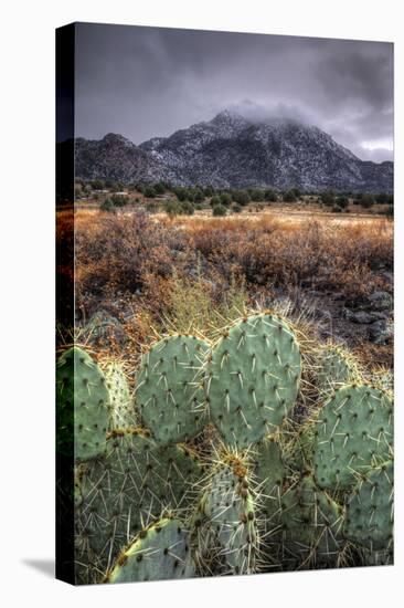Cactus Overcast-Bob Larson-Stretched Canvas