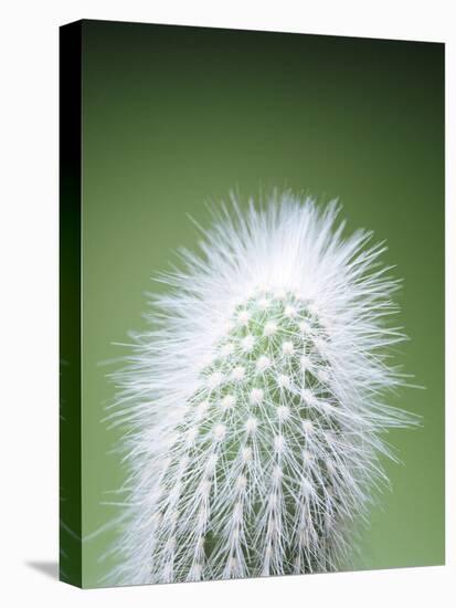 Cactus Plant Spines-Lawrence Lawry-Premier Image Canvas