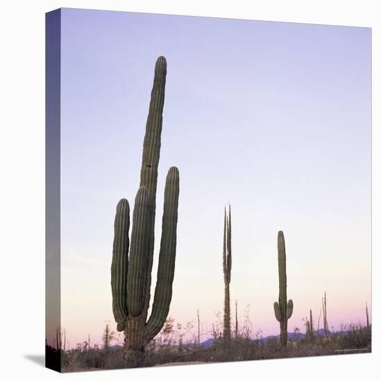 Cactus Plants after Sunset, Baja, Mexico, North America-Aaron McCoy-Premier Image Canvas