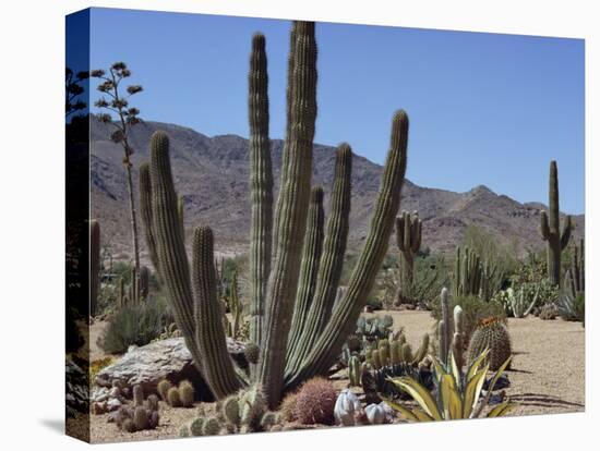 Cactus Plants, Arizona, United States of America, North America-Ursula Gahwiler-Premier Image Canvas