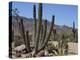 Cactus Plants, Arizona, United States of America, North America-Ursula Gahwiler-Premier Image Canvas