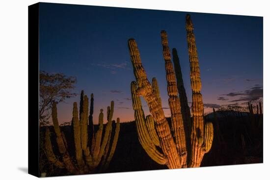 Cactus plants at sunset, outside San Jose del Cabo, Baja California Sur, Mexico-Mark A Johnson-Premier Image Canvas