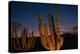 Cactus plants at sunset, outside San Jose del Cabo, Baja California Sur, Mexico-Mark A Johnson-Premier Image Canvas