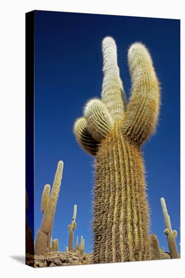 Cactus – Salar De Uyuni-chrishowey-Premier Image Canvas