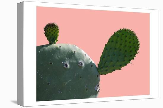 Cactus Slice 1-Sheldon Lewis-Stretched Canvas