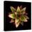 Cactus Star-Robert Cattan-Premier Image Canvas