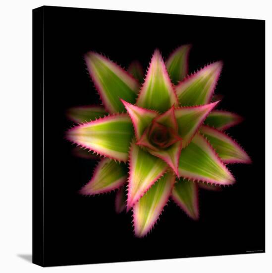 Cactus Star-Robert Cattan-Premier Image Canvas