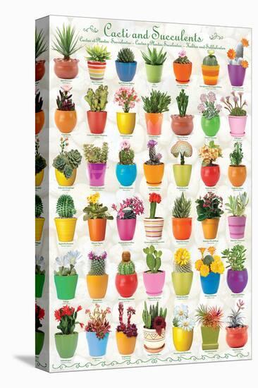 Cactus & Succulents-null-Stretched Canvas