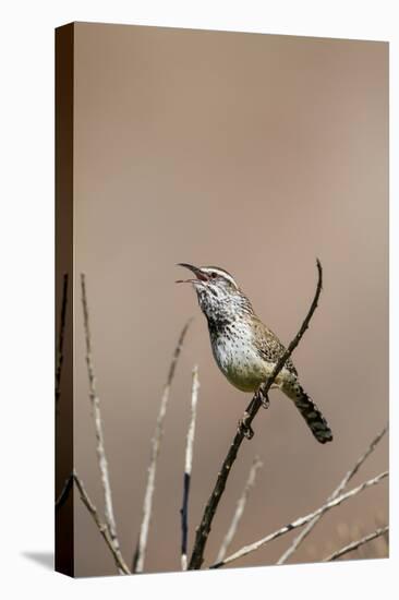 Cactus Wren Adult Calling-Larry Ditto-Premier Image Canvas