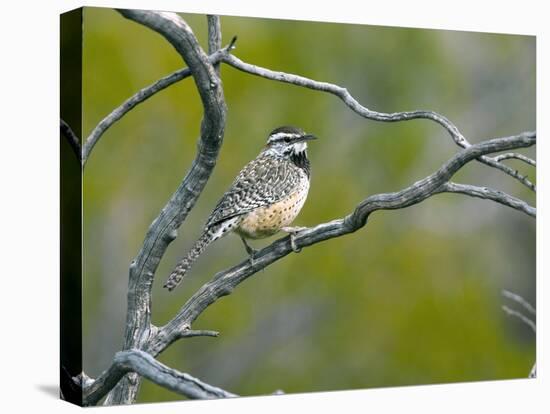 Cactus Wren-Bob Gibbons-Premier Image Canvas