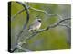 Cactus Wren-Bob Gibbons-Premier Image Canvas