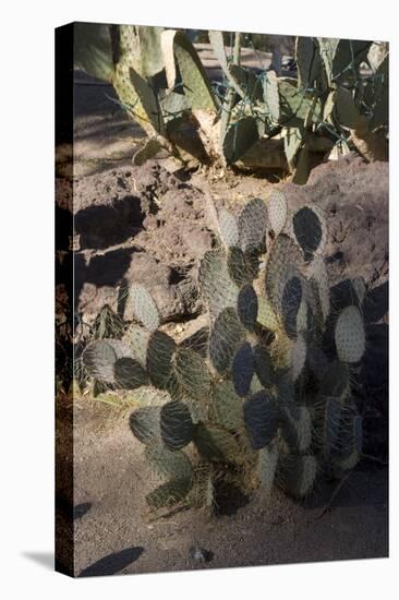 Cactus-Natalie Tepper-Stretched Canvas