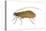 Caddis Fly (Ptilostomis Semifasciata), Insects-Encyclopaedia Britannica-Stretched Canvas