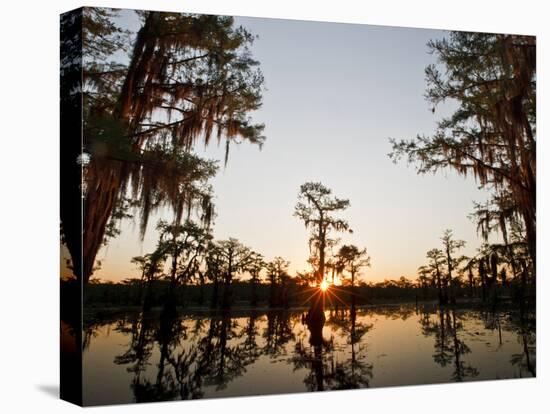 Caddo Lake at Sunrise, Marion Co., Texas, Usa-Larry Ditto-Premier Image Canvas