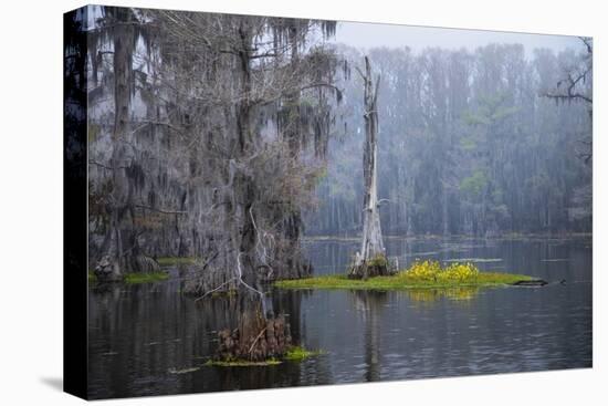 Caddo Lake morning-Larry Ditto-Premier Image Canvas