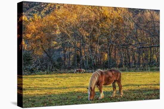 Cades Cove Horses at Sunset-Galloimages Online-Premier Image Canvas