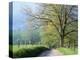 Cades Cove Lane in Great Smoky Mountains National Park-Darrell Gulin-Premier Image Canvas