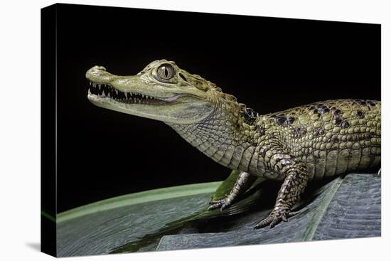 Caiman Crocodilus) (Spectacled Caiman)-Paul Starosta-Premier Image Canvas