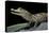 Caiman Crocodilus) (Spectacled Caiman)-Paul Starosta-Premier Image Canvas
