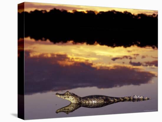 Caiman in Lagoon at Sunset, Pantanal, Brazil-Theo Allofs-Premier Image Canvas