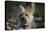 Cairn Terrier 17-Bob Langrish-Premier Image Canvas