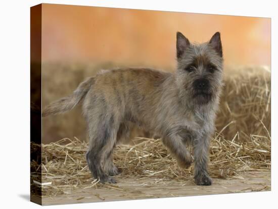 Cairn Terrier Standing with One Paw Raised-Petra Wegner-Premier Image Canvas