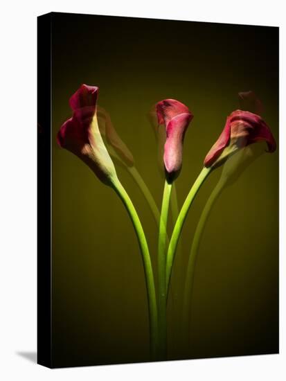Cala Lilies 1-Mark Ashkenazi-Premier Image Canvas
