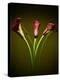 Cala Lilies 1-Mark Ashkenazi-Premier Image Canvas