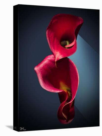 Cala Lilies 2-Mark Ashkenazi-Premier Image Canvas