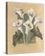 Cala Lilies-Shari White-Stretched Canvas