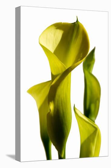 Cala lilies-Charles Bowman-Premier Image Canvas