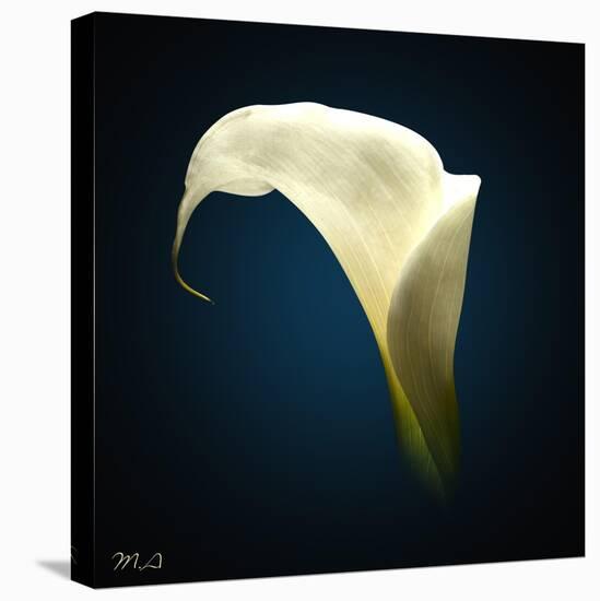 Cala Lily 1-Mark Ashkenazi-Premier Image Canvas
