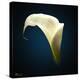 Cala Lily 1-Mark Ashkenazi-Premier Image Canvas