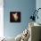 Cala Lily 2-Mark Ashkenazi-Premier Image Canvas displayed on a wall