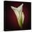 Cala Lily 2-Mark Ashkenazi-Premier Image Canvas