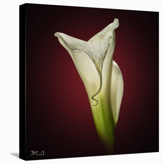 Cala Lily 2-Mark Ashkenazi-Premier Image Canvas