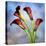 Cala Lily 6-Mark Ashkenazi-Premier Image Canvas